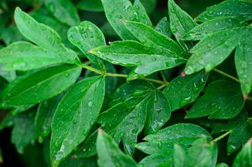 green leaves