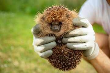 Hedgehog with a tick on his head. Big white tick on the pet animals in the garden. © Dr. Ina Melny