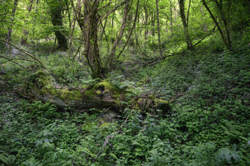 An old fallen oak slowly disappears engulfed by moss and undergrowth