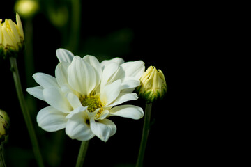 ชูช่อเบ่งบาน