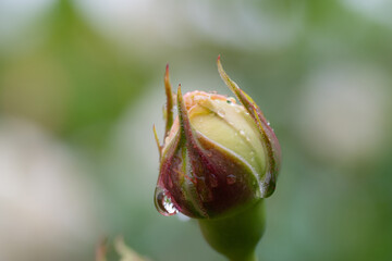 雨に濡れた薔薇のつぼみ
