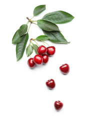 Composition with tasty ripe cherries on white background