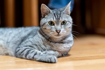 見つめる猫　サバトラ猫