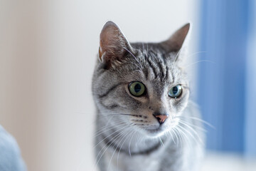 見つめる猫　サバトラ猫