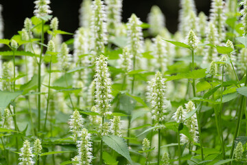 白い花　アガスターシェ　ルゴサアルバ