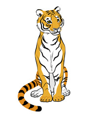 Tiger clip art - front view, looking right side