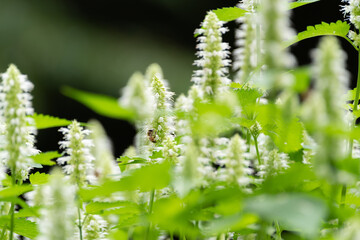 白い花　アガスターシェ　ルゴサアルバ