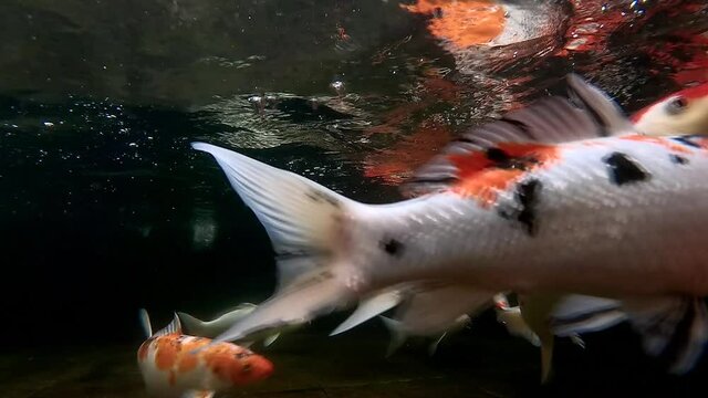 Cinematic footage underwater koi fishes close up view with surface water wave light and dark background