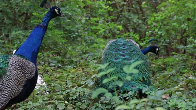 Adult male peacock walking and feeding through a forest with white duck