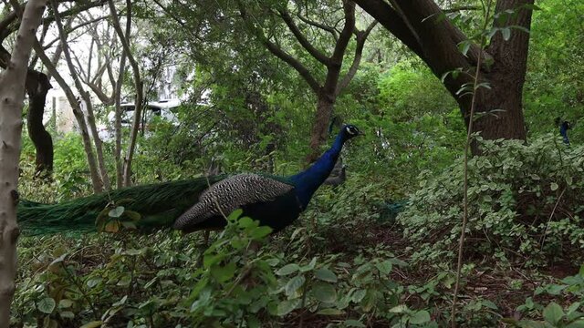 Male peacock walking and feeding through a forest