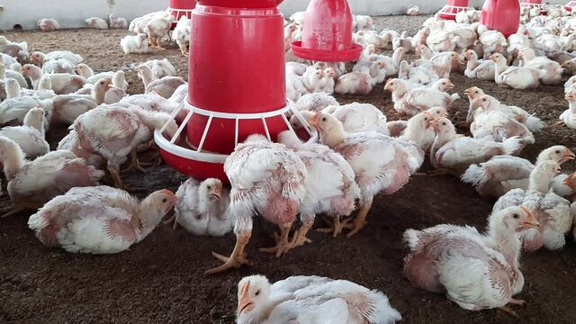 Cruelty to animals.Poultry farm. Intensive large factory farming of chickens. 30 000 chickens in broiler house for one month then off to slaughter house
