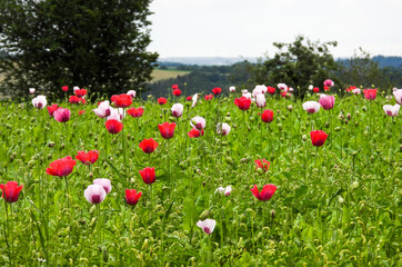 papavers, poppies in a field, different colors