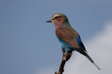 Gabelracke im Krüger National Park