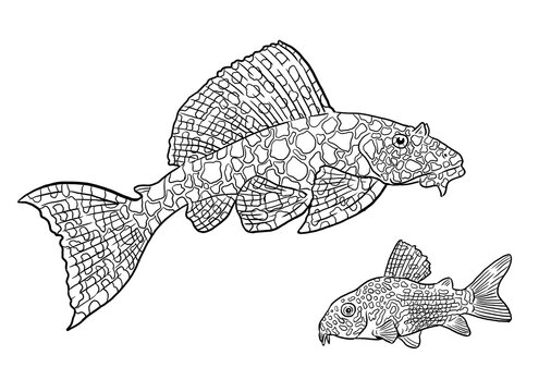 Ancistrus and catfish for coloring. Colorful fish templates. Coloring book for children and adults.