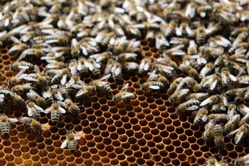 Bienen auf Honigwabe, Imkern