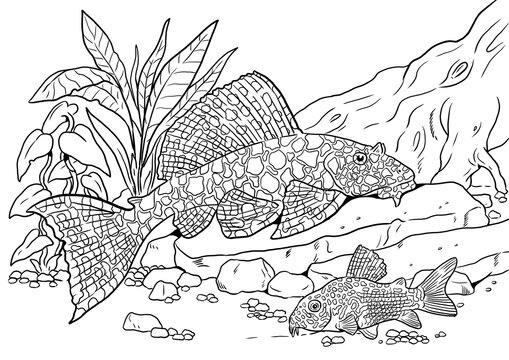 Aquarium with  ancistrus and catfish for coloring. Colorful fish templates. Coloring book for children and adults.	