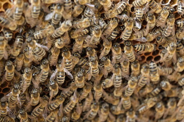 Bienen auf Honigwabe, Imkern