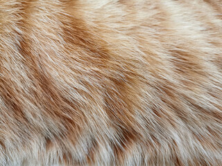Ginger cat fur texture background. 