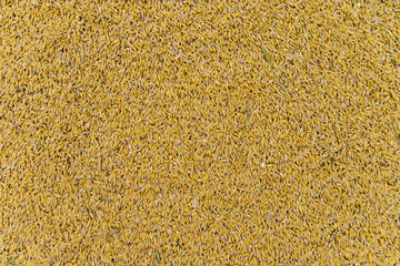 The background is made of golden grain. Ripe yellow barley. Harvesting on the farm.