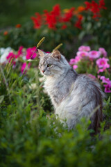 Photo of a gray fluffy cat in a flower bed with flowers.