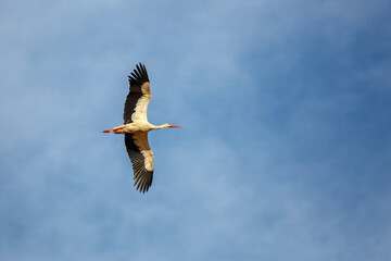 Fototapeta na wymiar View of the bottom of a white stork in flight. Ciconia Ciconia.