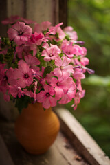 Still-life. Photo of pink flowers on the window.
