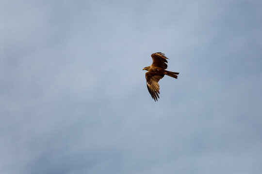 Black Kite in flight with blue sky in the background. Milvus migrans.
