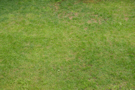 real short grass photo at spring. Copy Space