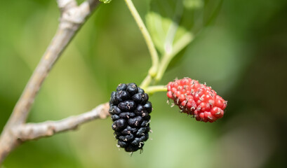 Mulberry, black and red mulberries on a branch