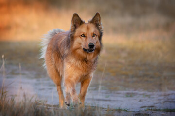 Fototapeta na wymiar Attentive old German Shepherd Dog at work - Harzer fox