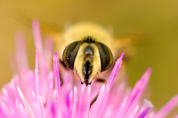 hoverfly on a flower