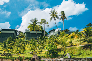 Tropical landscape with many different palm trees on a green hill, sunny weather and bright blue sky. Summer vacation and nature travel adventure concept.. Summer composition.