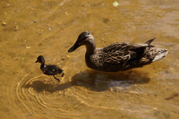 duck and ducklings