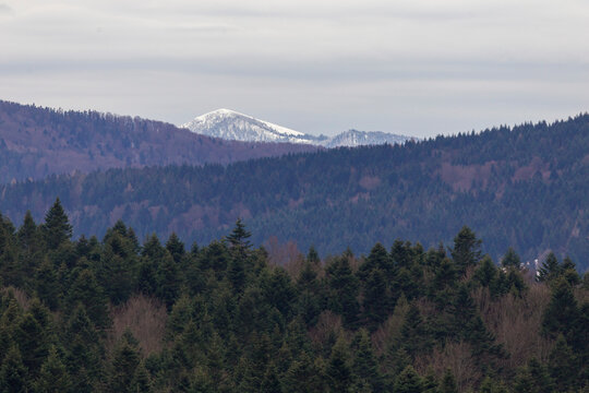 The Carpathian mountains are covered with mixed forest with the snow-capped peak of Paraska on the horizon. Beautiful landscape of forested mountains with a snow-capped peak on the horizon.