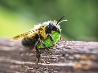 Gros plan d& 39 une abeille découpeuse (Megachile) avec un morceau de feuille, qui est utilisé comme matériau de construction. Effet de flou, mise au point sur la partie avant de l& 39 abeille avec feuille