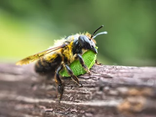 Foto op Plexiglas Close-up van een bladsnijderbij (Megachile) met een stuk blad, dat als bouwmateriaal wordt gebruikt. Vervagingseffect, focus op het voorste deel van de bij met blad © Maurice Lesca