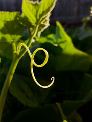 Green cucumber  leaves