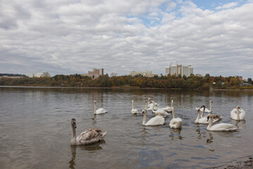 Swans that swim along a lake located in the suburbs of the city. A picturesque landscape with swans on the lake. swans on the lake of Truskavets, Ukraine. 