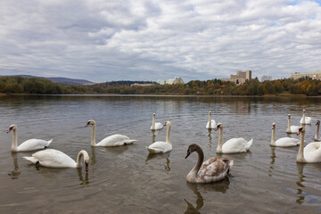 Swans that swim along a lake located in the suburbs of the city. A picturesque landscape with swans...