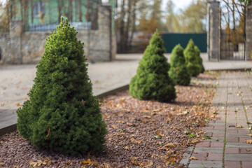 Picea glauca Conica dwarf decorative coniferous evergreen tree in a city park in Europe. Use of...