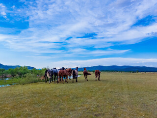 Fototapeta na wymiar Horses on meadow 