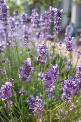 Lavender flowers blooming on a bright sunny day