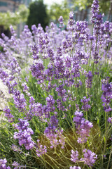 Lavender flowers blooming on a bright sunny day