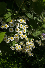 Small white daisies partially in light and shadow