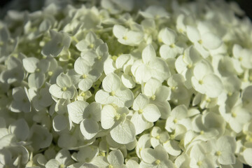 Hydrangea flower closeup white flowers