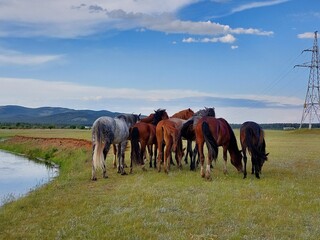 Obraz premium horses on the meadow