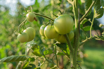 Unripe green tomatoes on branch of plant against background of open beds in garden
