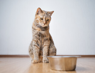 Cat sits on the floor near the bowl and waits to be fed.