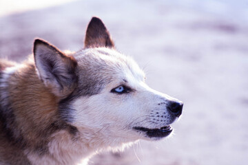 husky dog