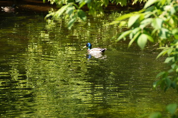 duck in the pond